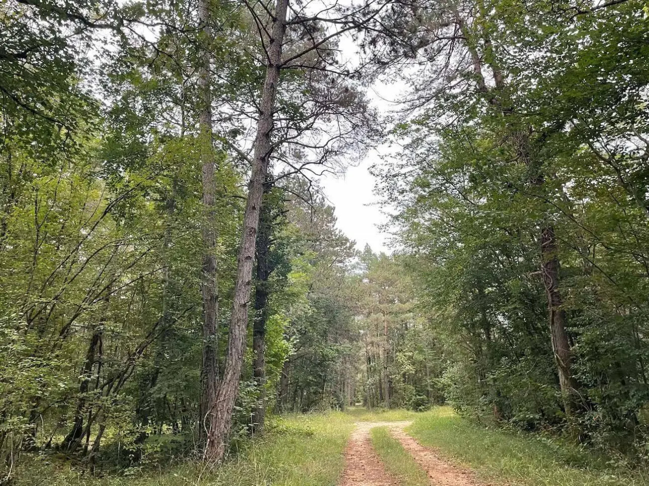 Photos 1 - Forestière - FORÊT DE PRODUCTION MIXTE