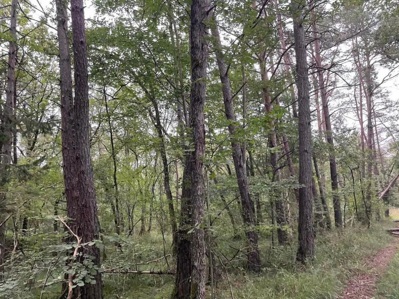 Photos 2 - Forestière - FORÊT DE PRODUCTION MIXTE