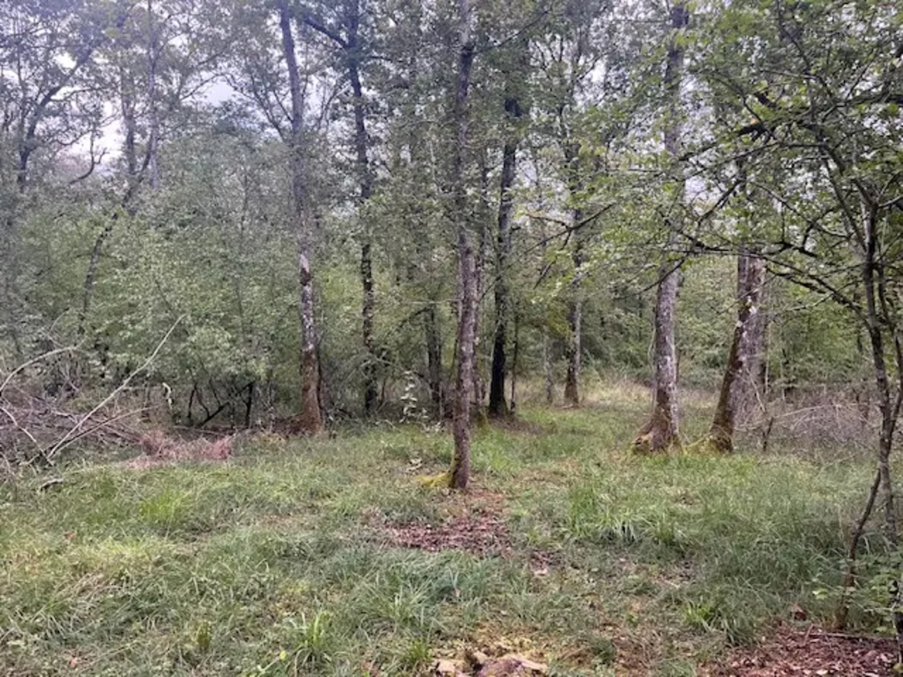Photos 3 - Forestière - FORÊT DE PRODUCTION MIXTE