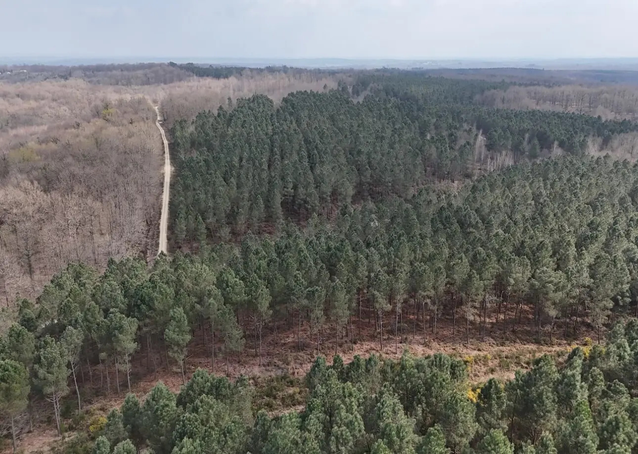 Photos 1 - Forestière - MASSIF MIXTE À BON POTENTIEL CYNÉGÉTIQUE ET SYLVICOLE