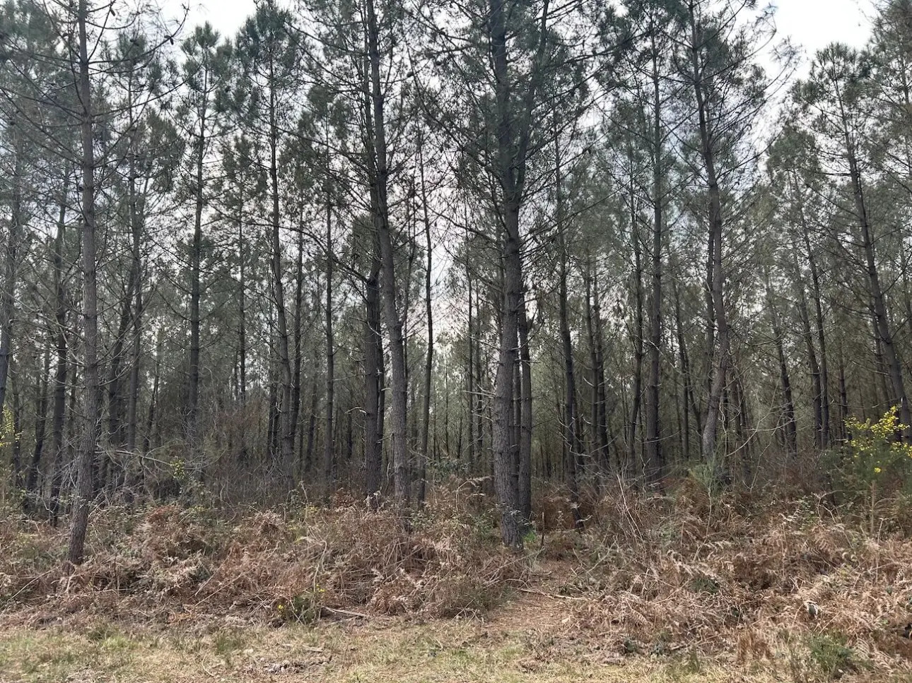 Photos 2 - Forestière - MASSIF MIXTE À BON POTENTIEL CYNÉGÉTIQUE ET SYLVICOLE