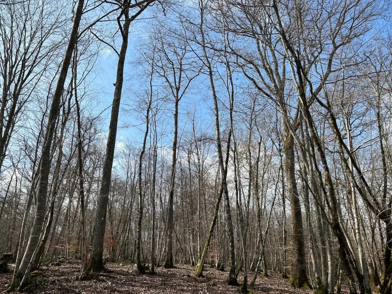 Photos 3 - Forestière - MASSIF MIXTE À BON POTENTIEL CYNÉGÉTIQUE ET SYLVICOLE