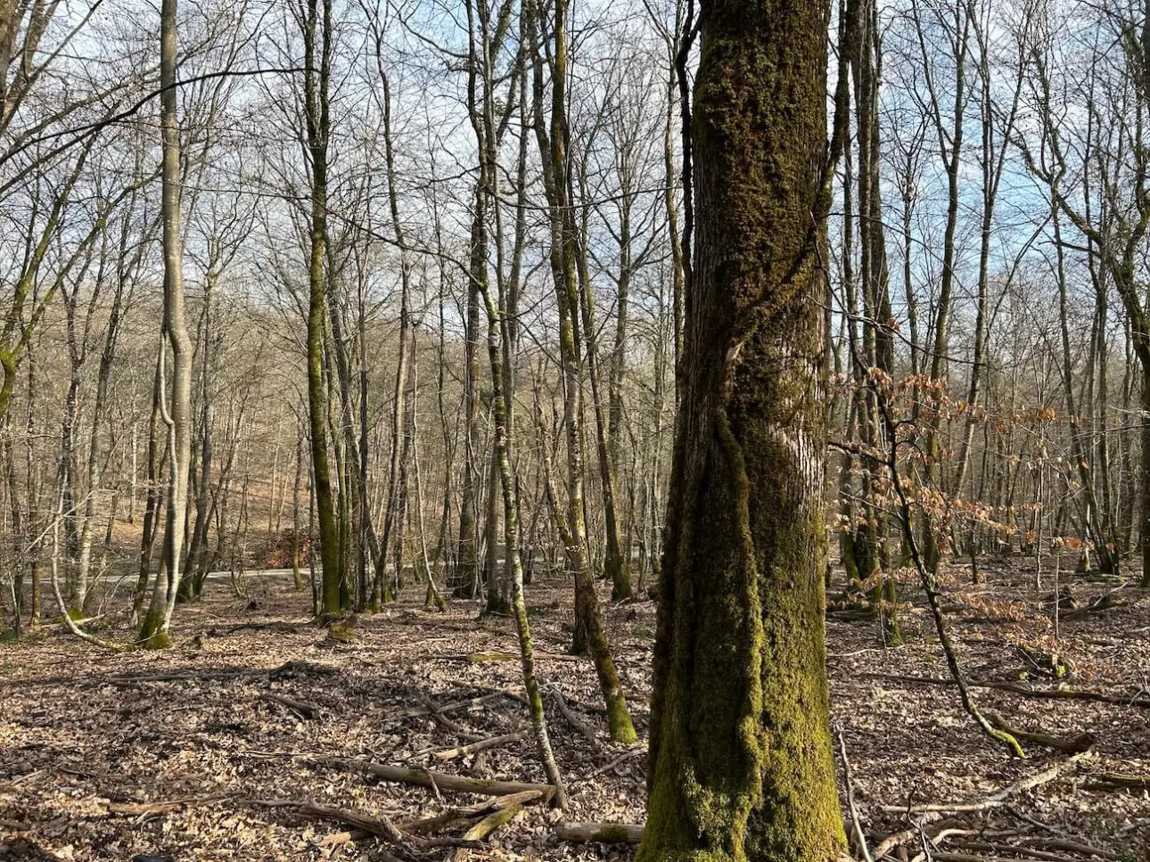 Photos 4 - Forestière - MASSIF MIXTE À BON POTENTIEL CYNÉGÉTIQUE ET SYLVICOLE
