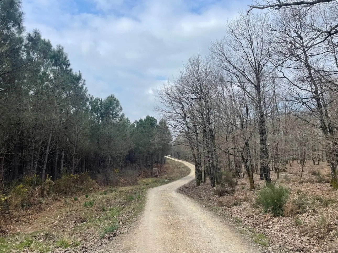 Photos 5 - Forestière - MASSIF MIXTE À BON POTENTIEL CYNÉGÉTIQUE ET SYLVICOLE
