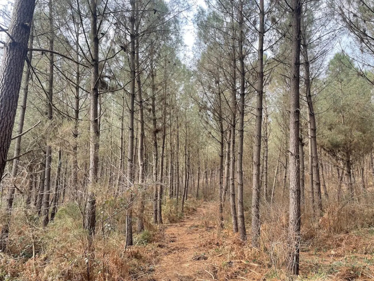 Photos 6 - Forestière - MASSIF MIXTE À BON POTENTIEL CYNÉGÉTIQUE ET SYLVICOLE