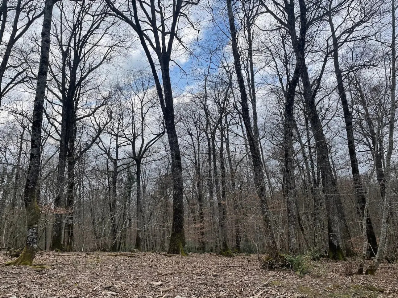 Photos 7 - Forestière - MASSIF MIXTE À BON POTENTIEL CYNÉGÉTIQUE ET SYLVICOLE