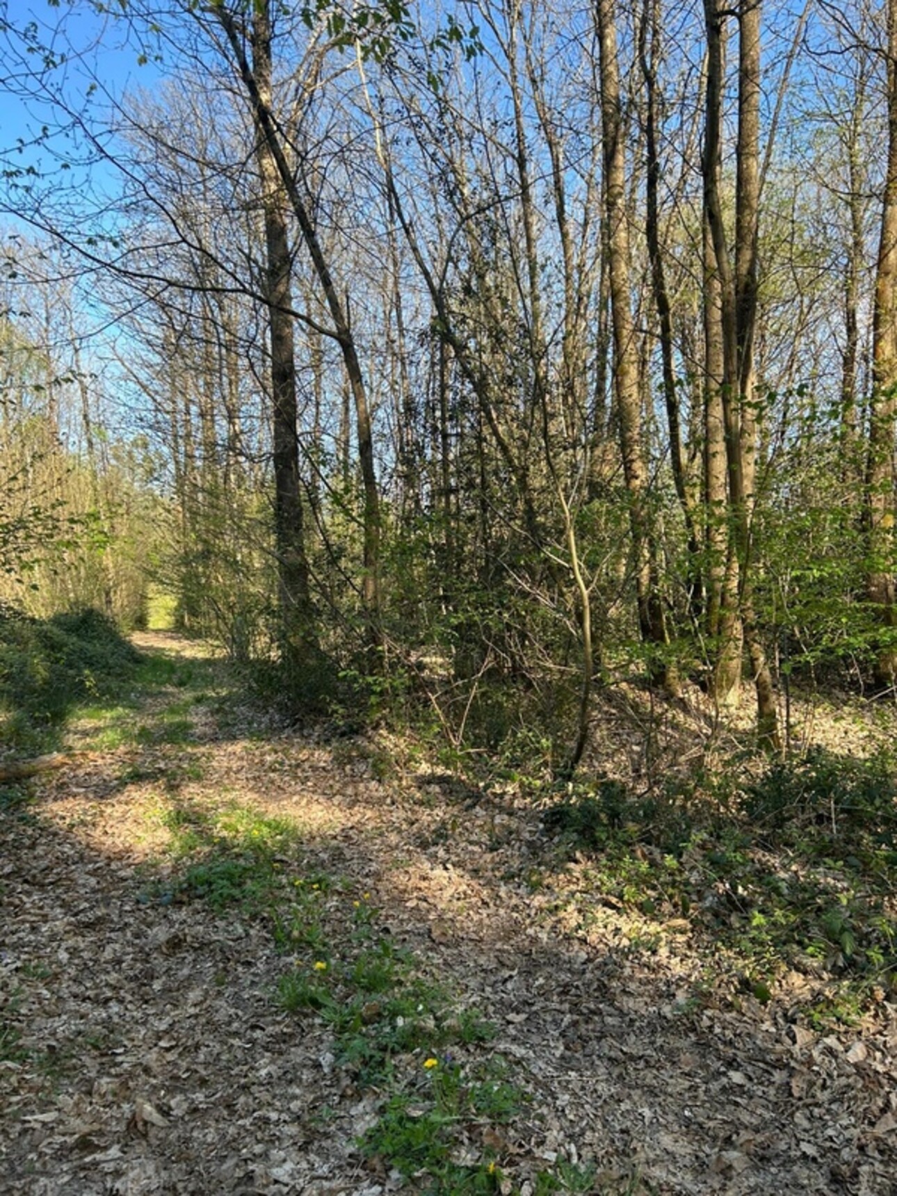Photos 4 - Foncière - Terrain à vendre  LE VIEIL BAUGE (49)