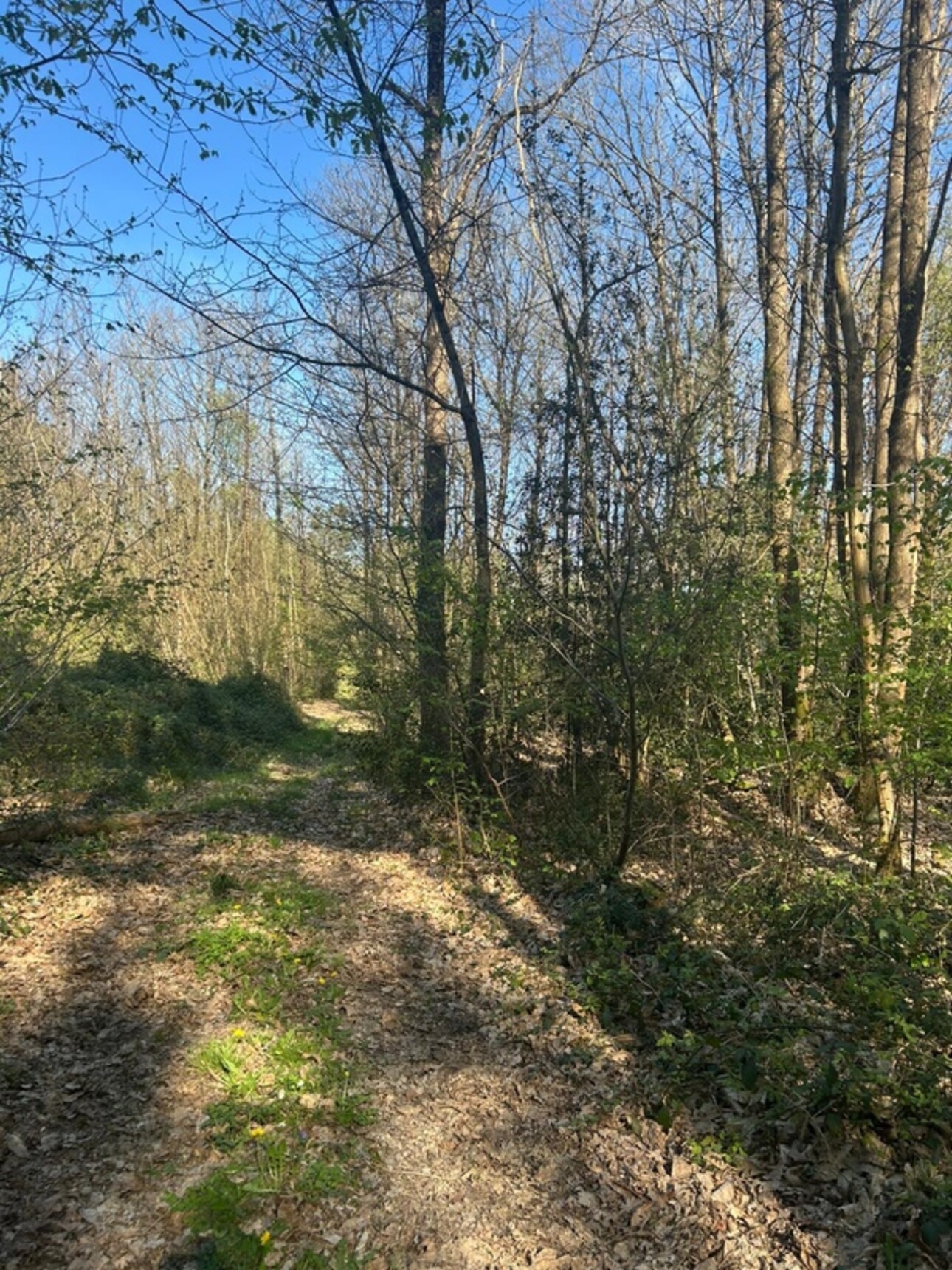 Photos 7 - Foncière - Terrain à vendre  LE VIEIL BAUGE (49)
