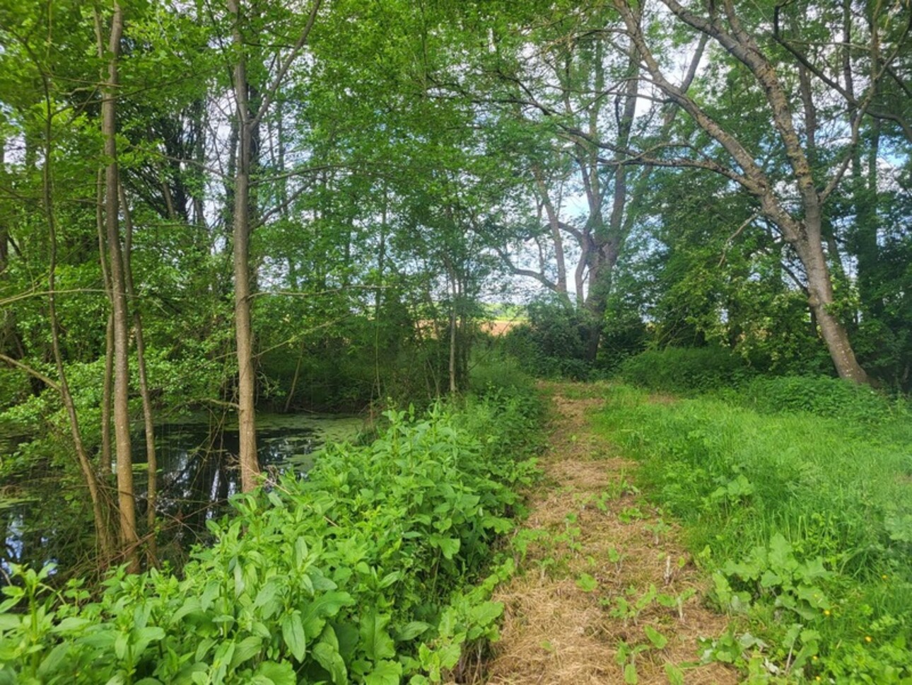 Photos 4 - Forestière - Terrain avec ETANG et bois à vendre  GLENAY (79) 4985 m²