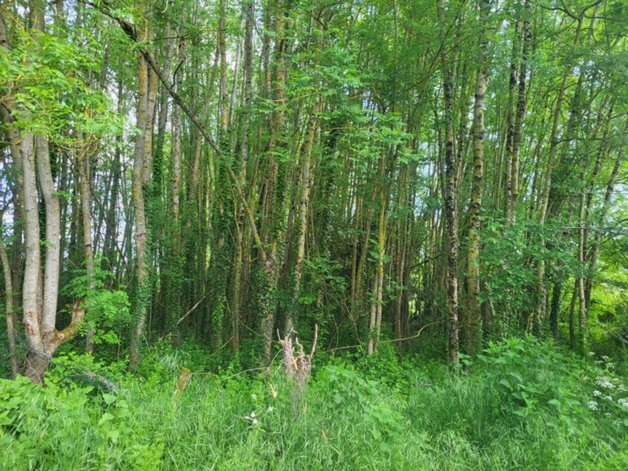 Photos 5 - Forestière - Terrain avec ETANG et bois à vendre  GLENAY (79) 4985 m²