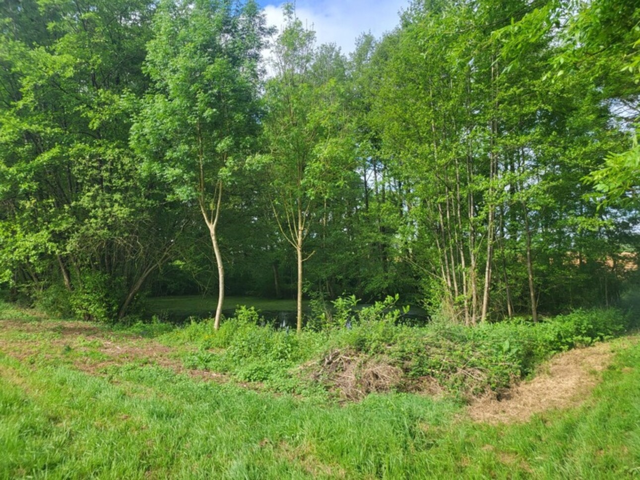 Photos 6 - Forestière - Terrain avec ETANG et bois à vendre  GLENAY (79) 4985 m²