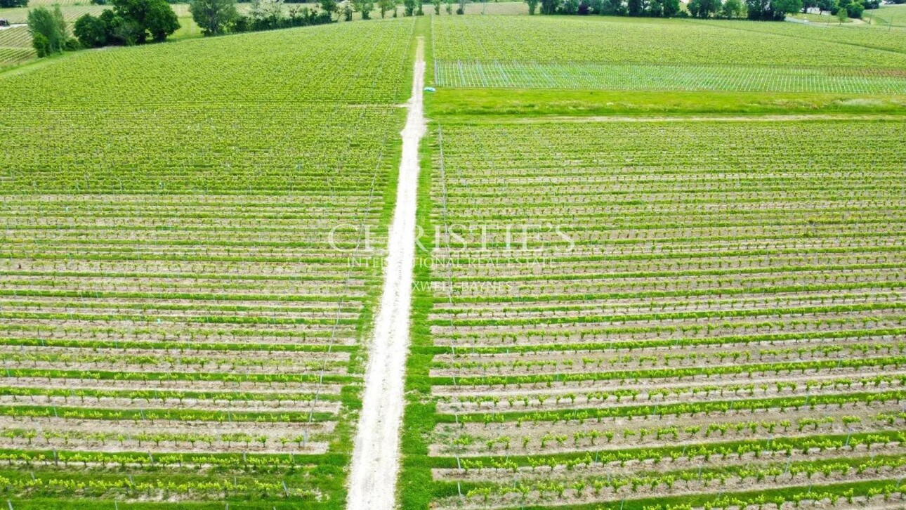 Photos 5 - Vineyard - 28 ha wine estate in excellent condition with attractive buildings