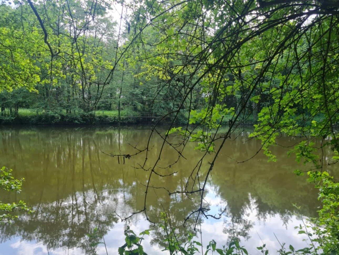 Photos 2 - Forestière - Fôret avec étang à Craon