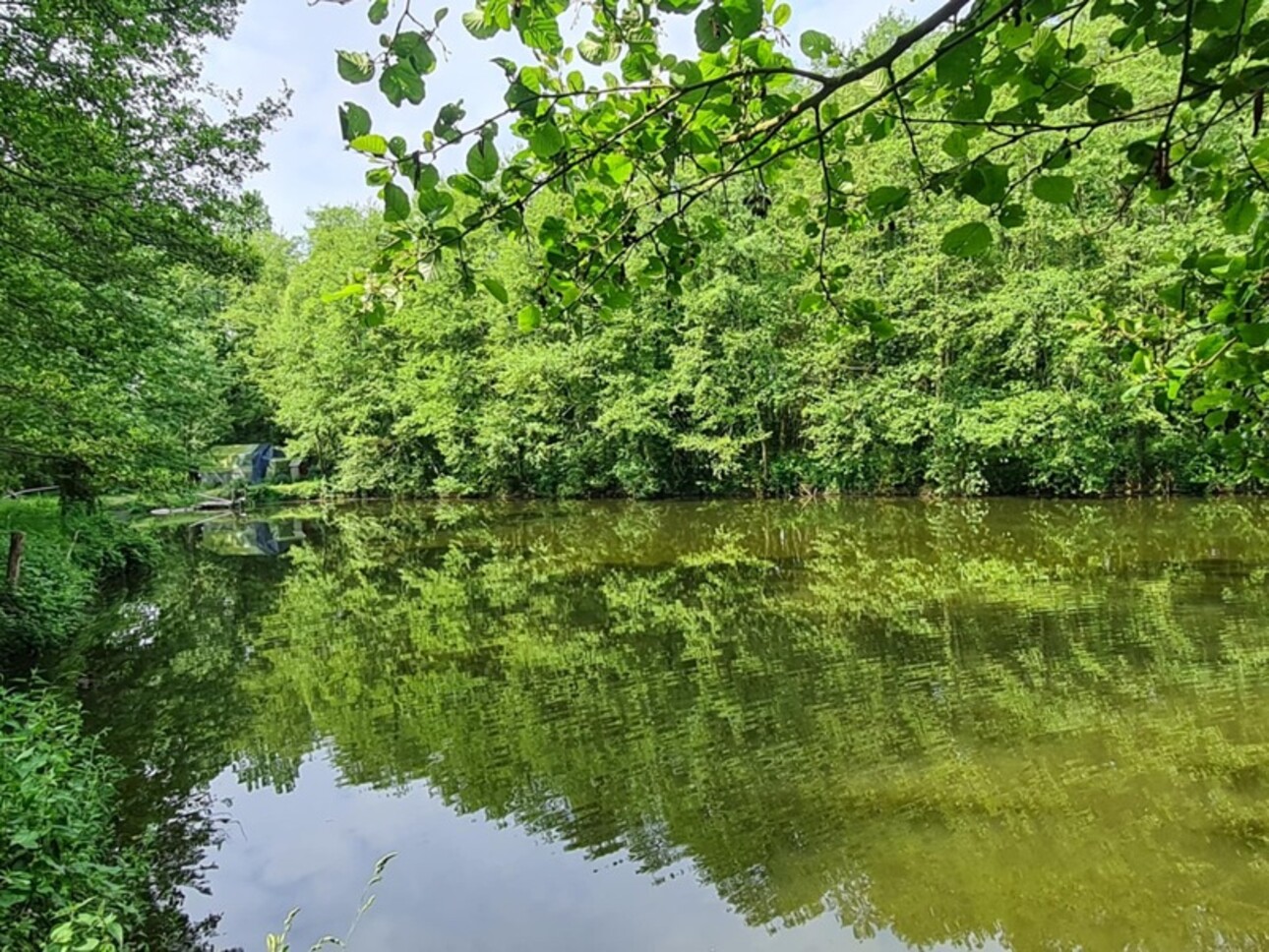 Photos 3 - Forestière - Fôret avec étang à Craon