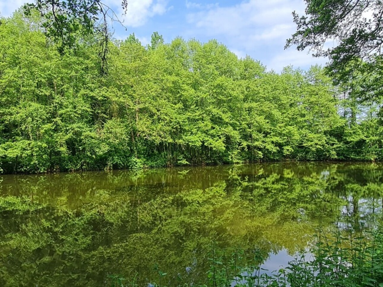 Photos 4 - Forestière - Fôret avec étang à Craon