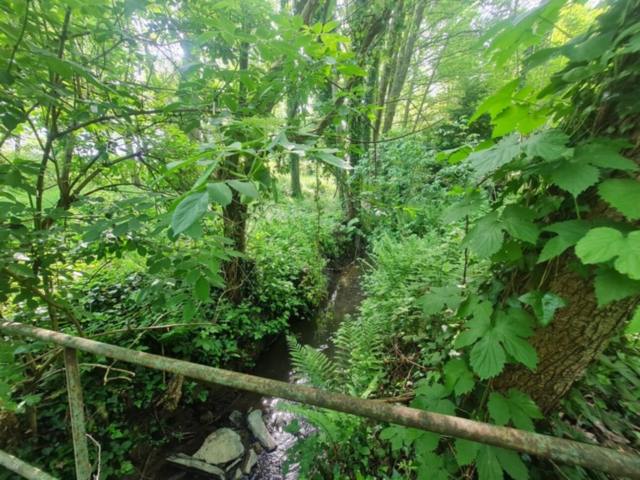 Photos 5 - Forestière - Fôret avec étang à Craon