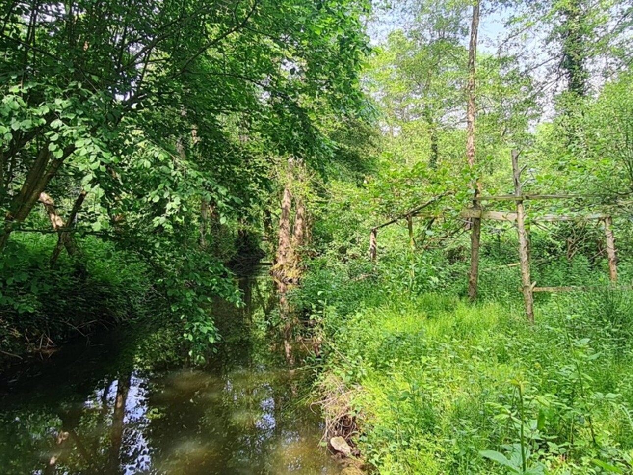 Photos 6 - Forestière - Fôret avec étang à Craon