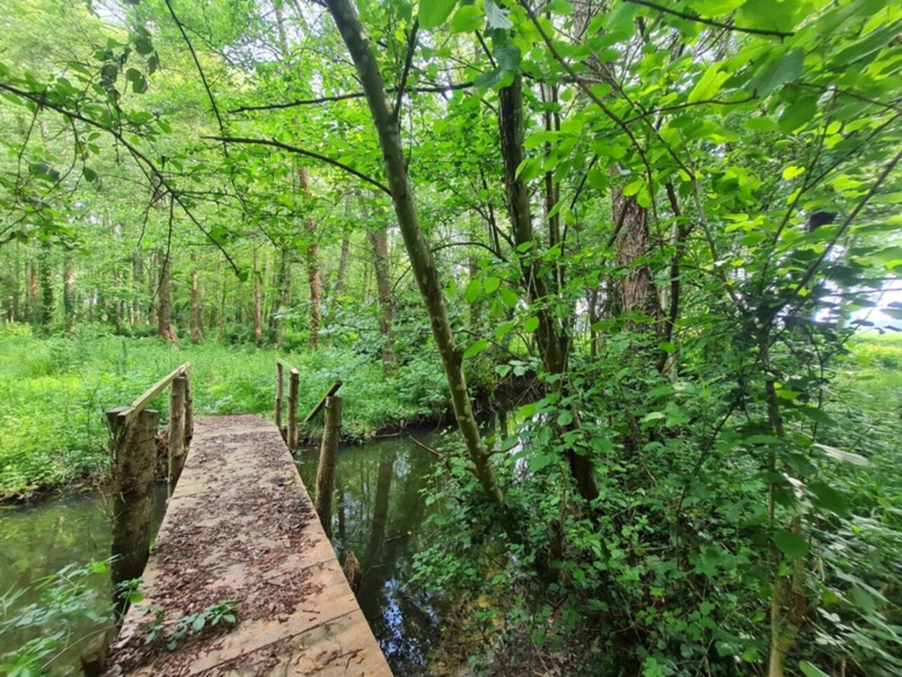 Photos 7 - Forestière - Fôret avec étang à Craon