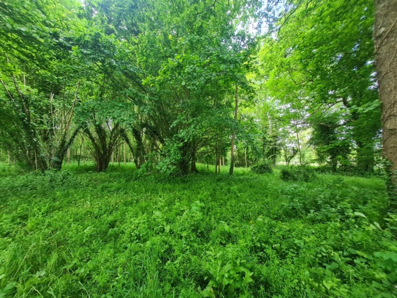 Photos 8 - Forestière - Fôret avec étang à Craon