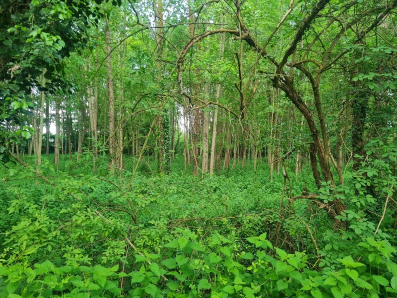 Photos 9 - Forestière - Fôret avec étang à Craon
