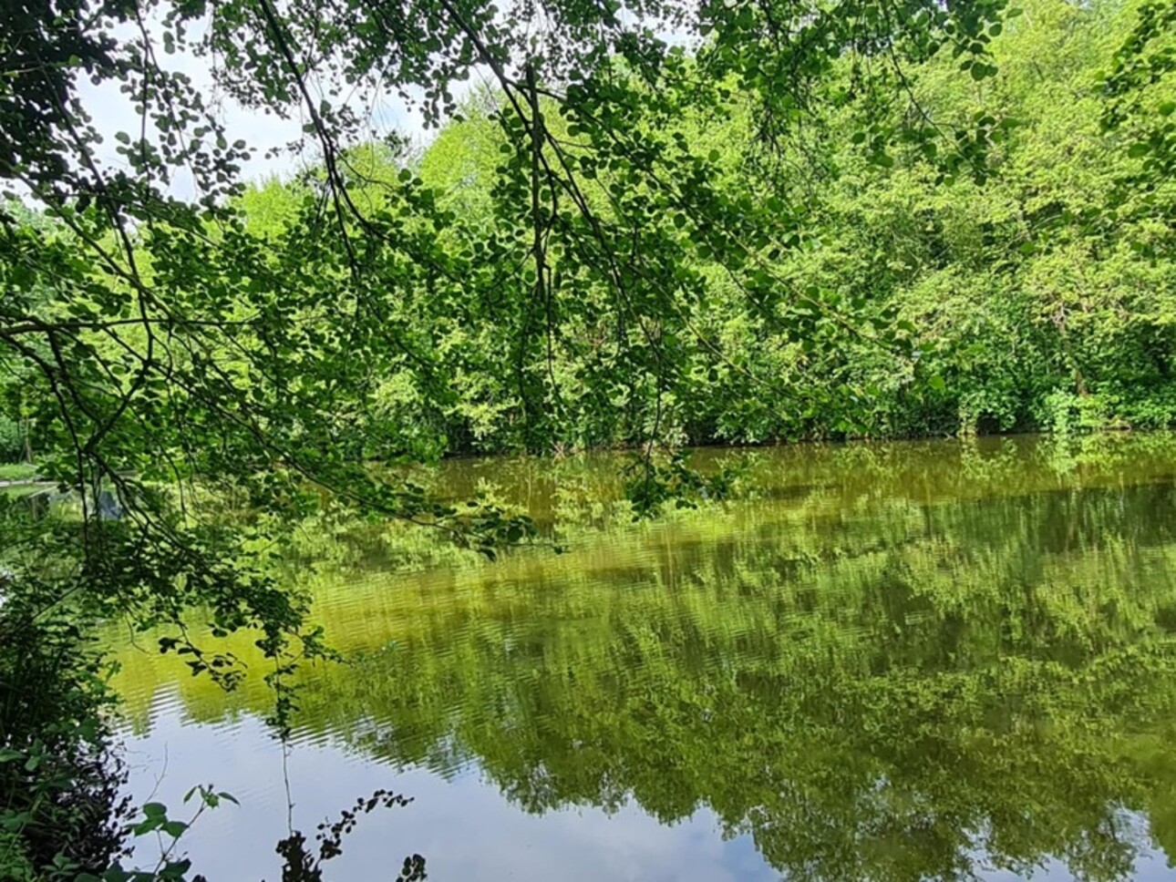 Photos 10 - Forestière - Fôret avec étang à Craon