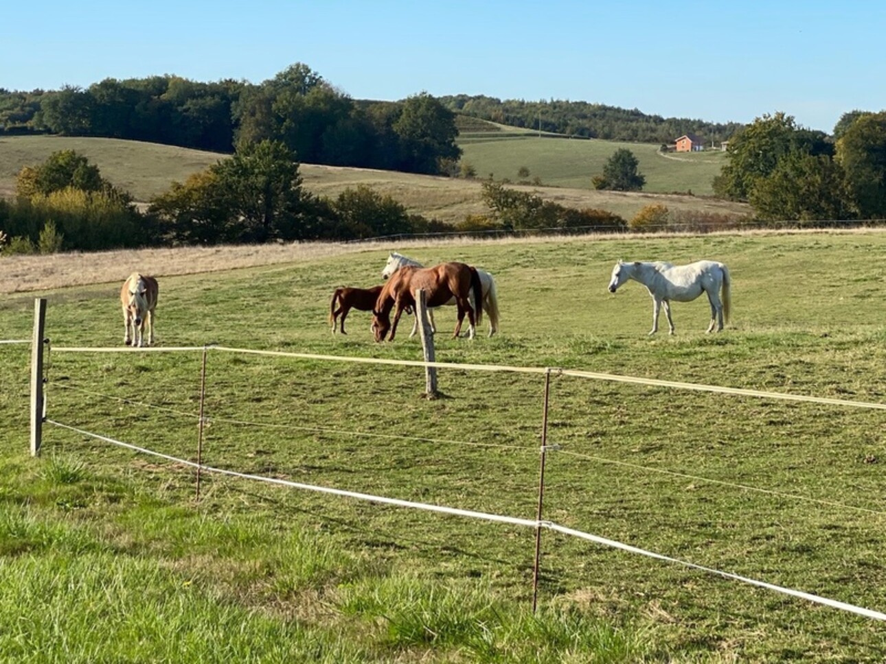 Photos 11 - Equestrian - Dpt Gers (32), for sale near LUPIAC equestrian property - P14 of 375 m² - Land of 22 Ha - Single sto
