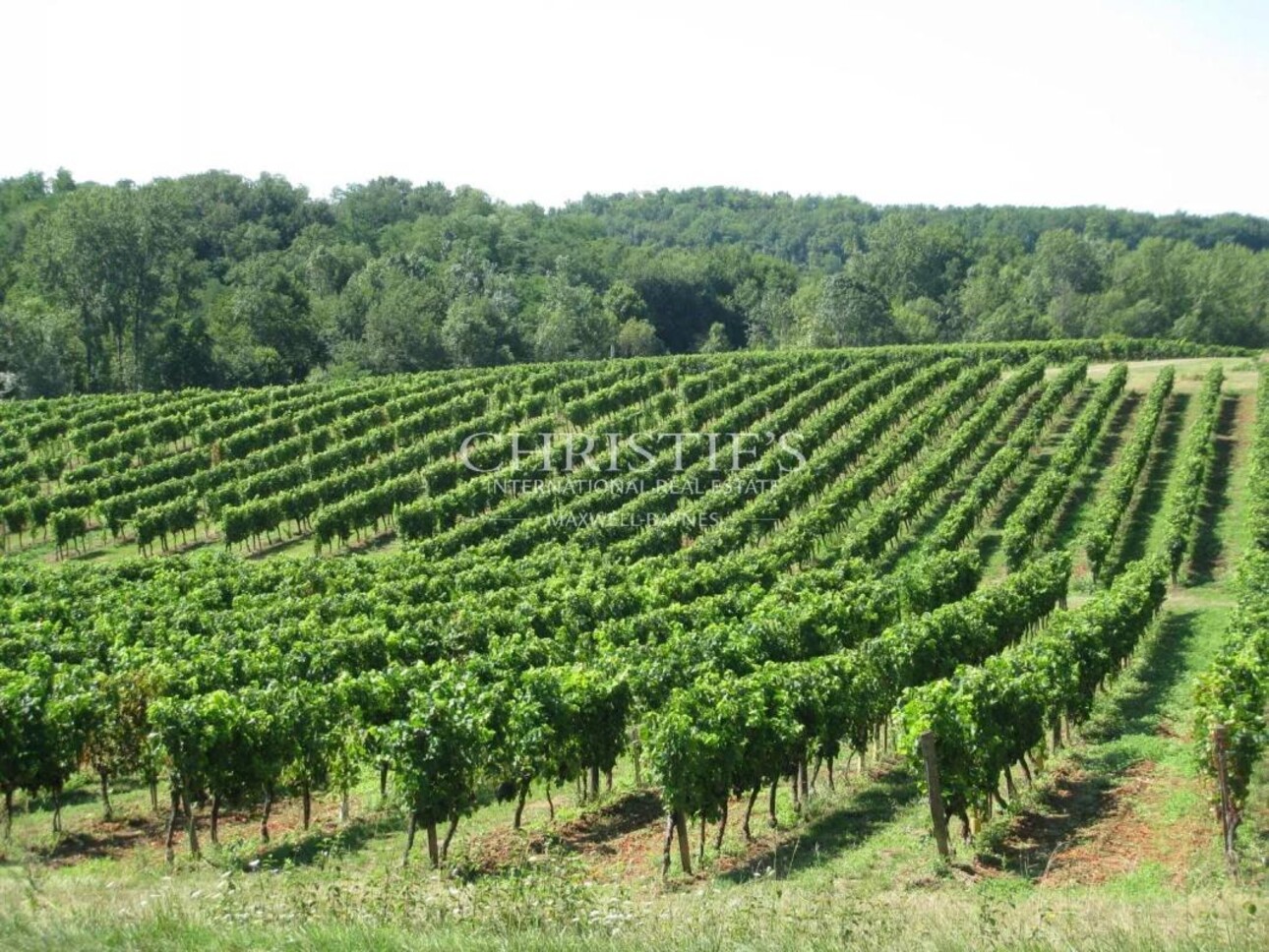 Photos 1 - Viticole - Propriété de 5,5 ha en Libournais avec vignes et terres