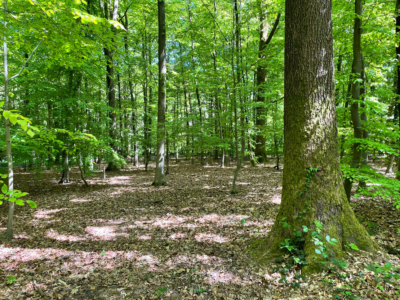 Photos 1 - Forestière - Forêt dans le Nord avec chasse aux gros gibiers