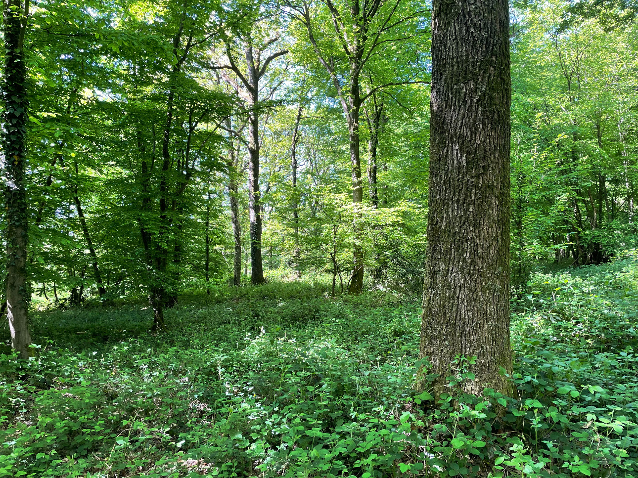 Photos 2 - Forestière - Forêt dans le Nord avec chasse aux gros gibiers