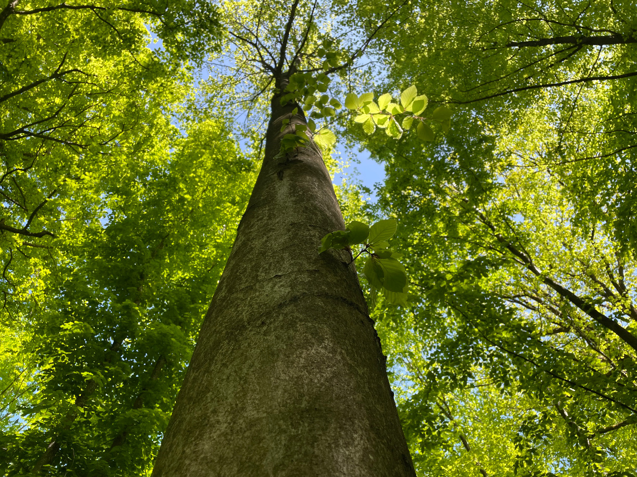 Photos 3 - Forestière - Forêt dans le Nord avec chasse aux gros gibiers