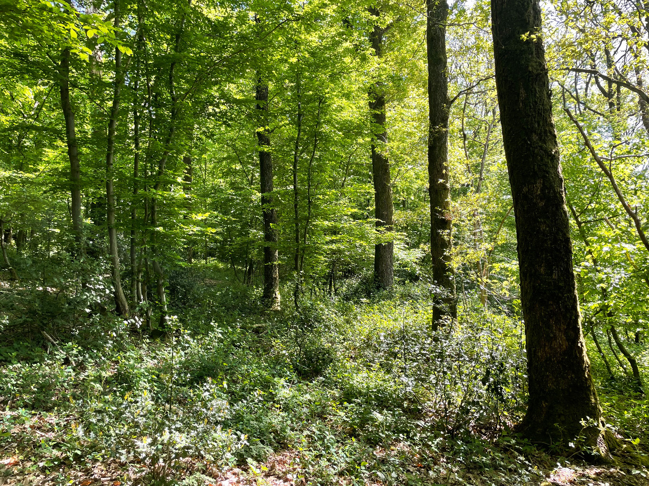 Photos 4 - Forestière - Forêt dans le Nord avec chasse aux gros gibiers