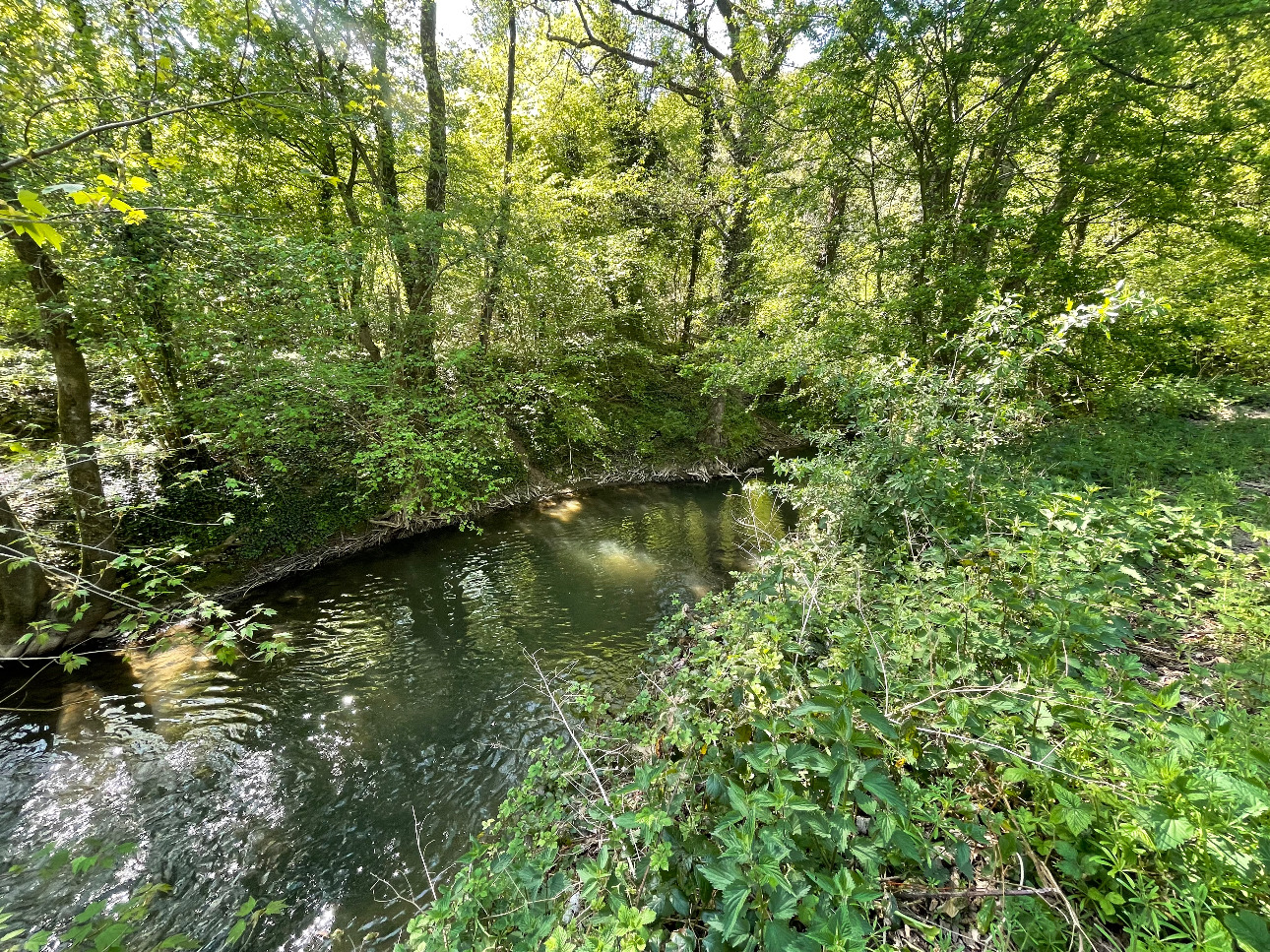 Photos 6 - Forestière - Forêt dans le Nord avec chasse aux gros gibiers