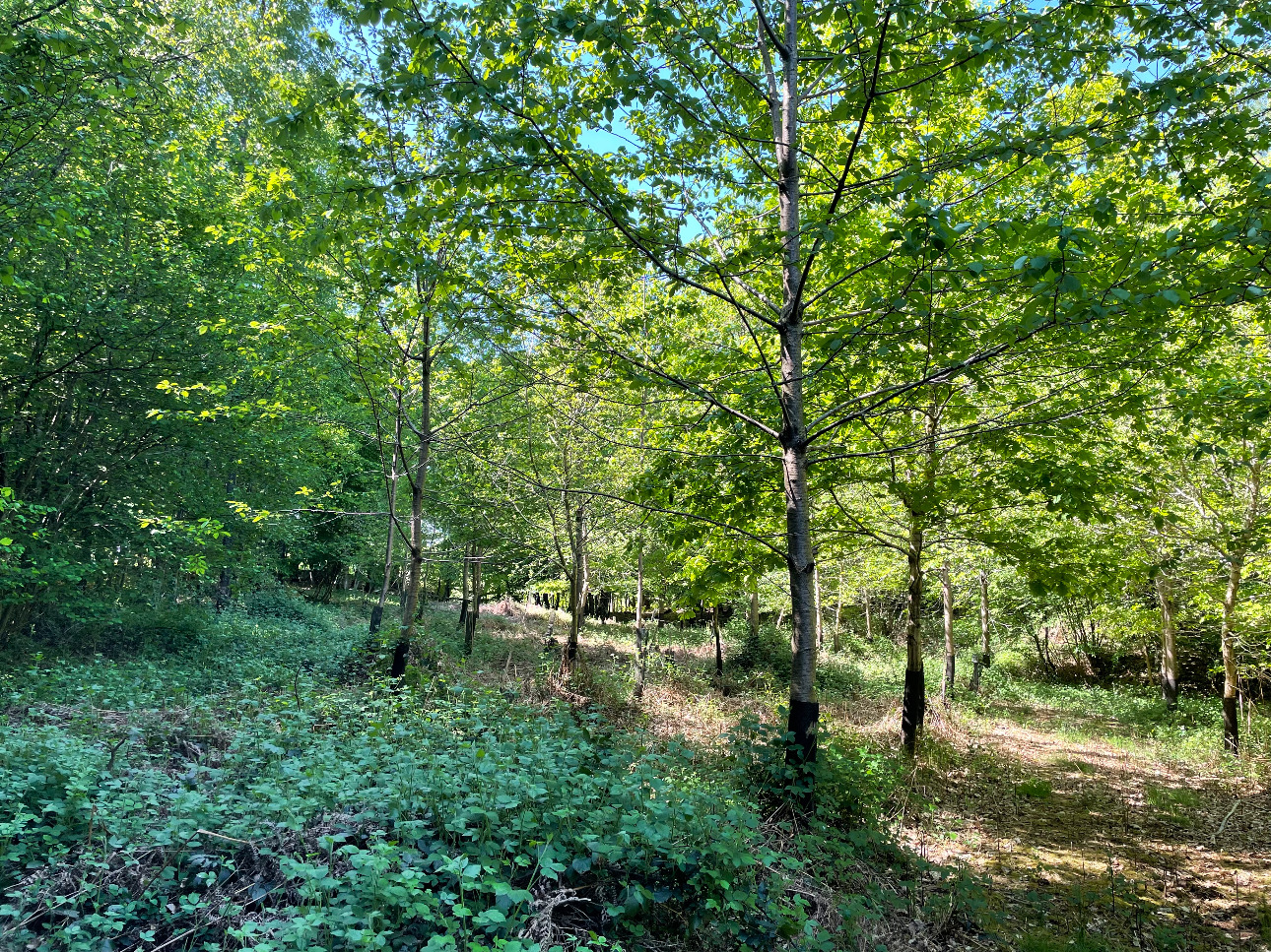 Photos 9 - Forestière - Forêt dans le Nord avec chasse aux gros gibiers