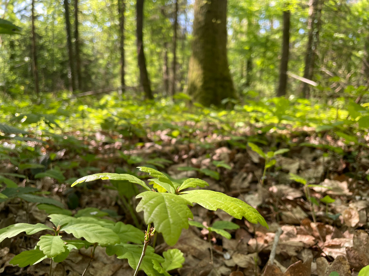 Photos 10 - Forestière - Forêt dans le Nord avec chasse aux gros gibiers