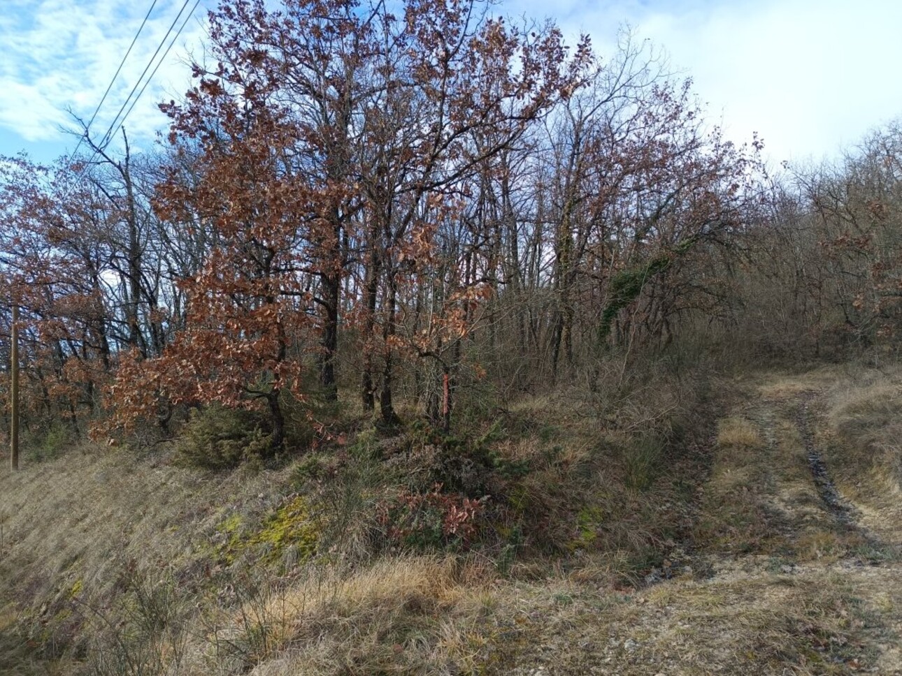 Photos 3 - Forest - Woodland – forest