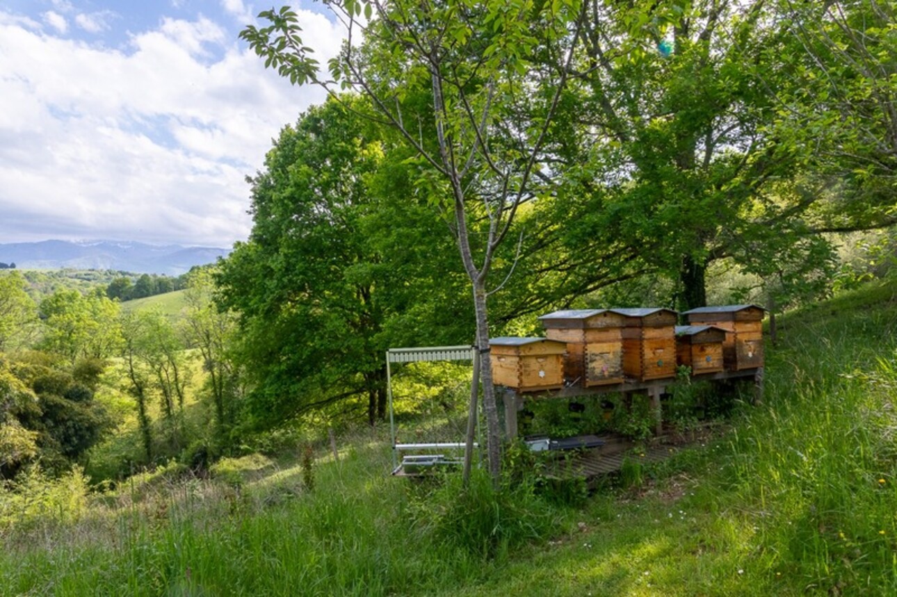 Photos 37 - Équestre - Pau - Pyrénées-Atlantiques - Domaine de 450m2 avec forêt de 20 ha