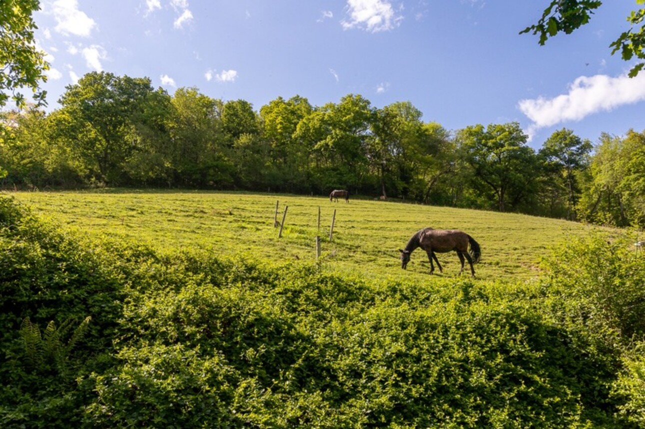 Photos 39 - Équestre - Pau - Pyrénées-Atlantiques - Domaine de 450m2 avec forêt de 20 ha