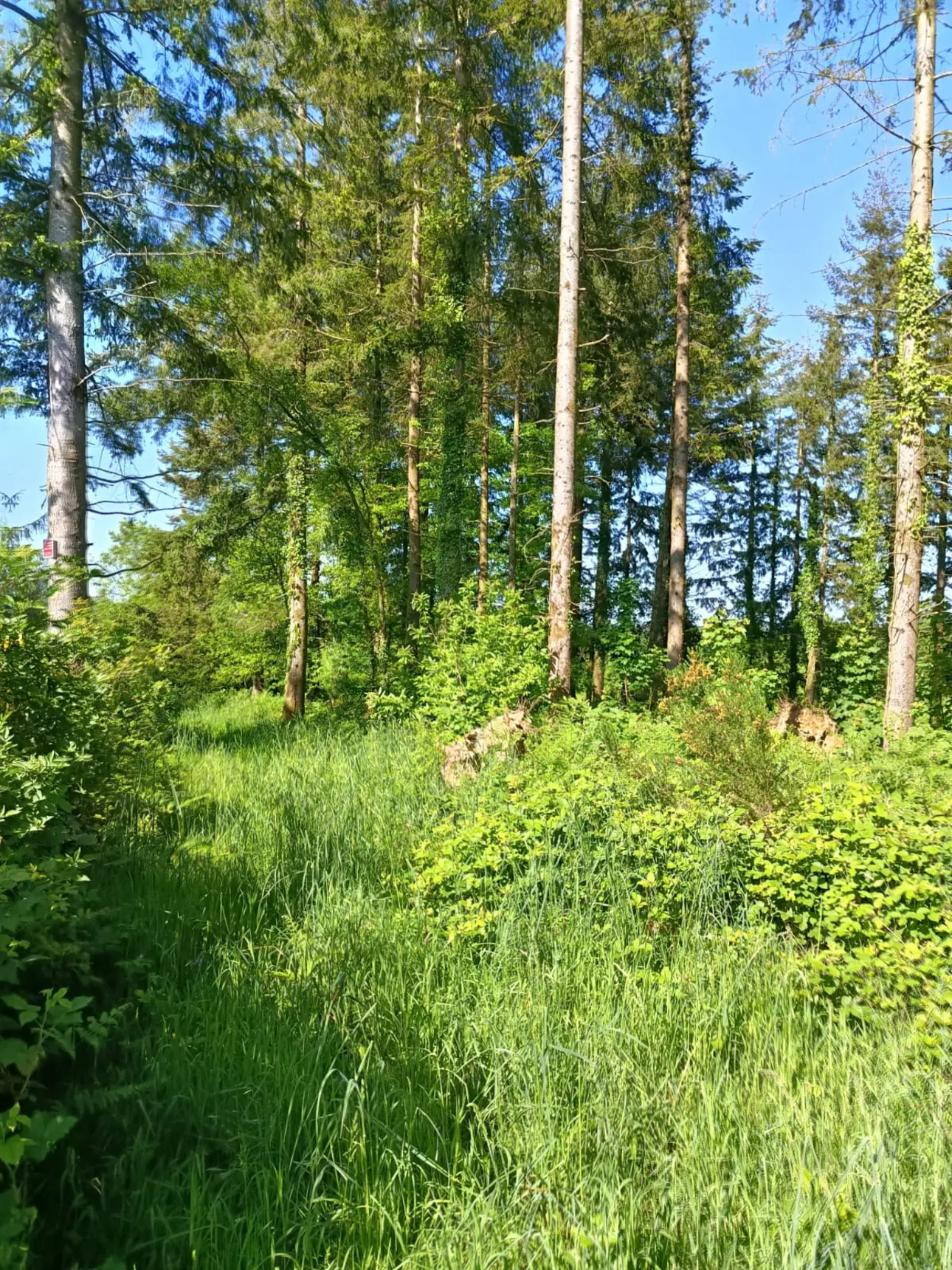 Photos 1 - Forestière - Forêt de résineux avec pâturage et fermette