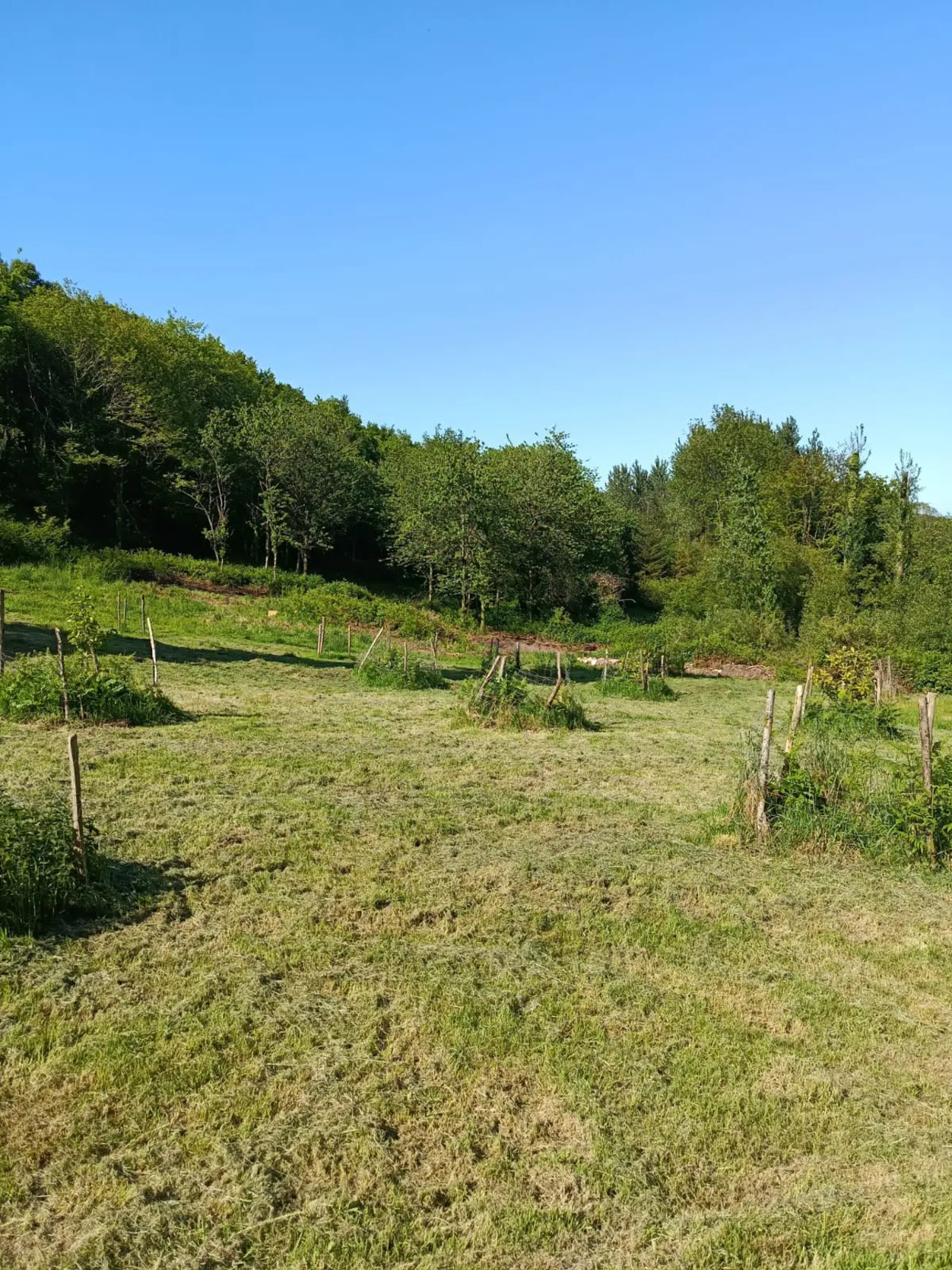 Photos 2 - Forestière - Forêt de résineux avec pâturage et fermette