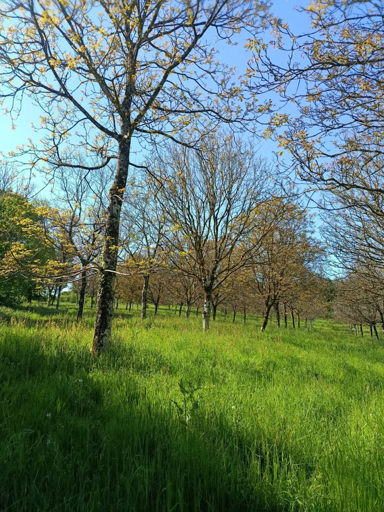 Photos 3 - Forestière - Forêt de résineux avec pâturage et fermette