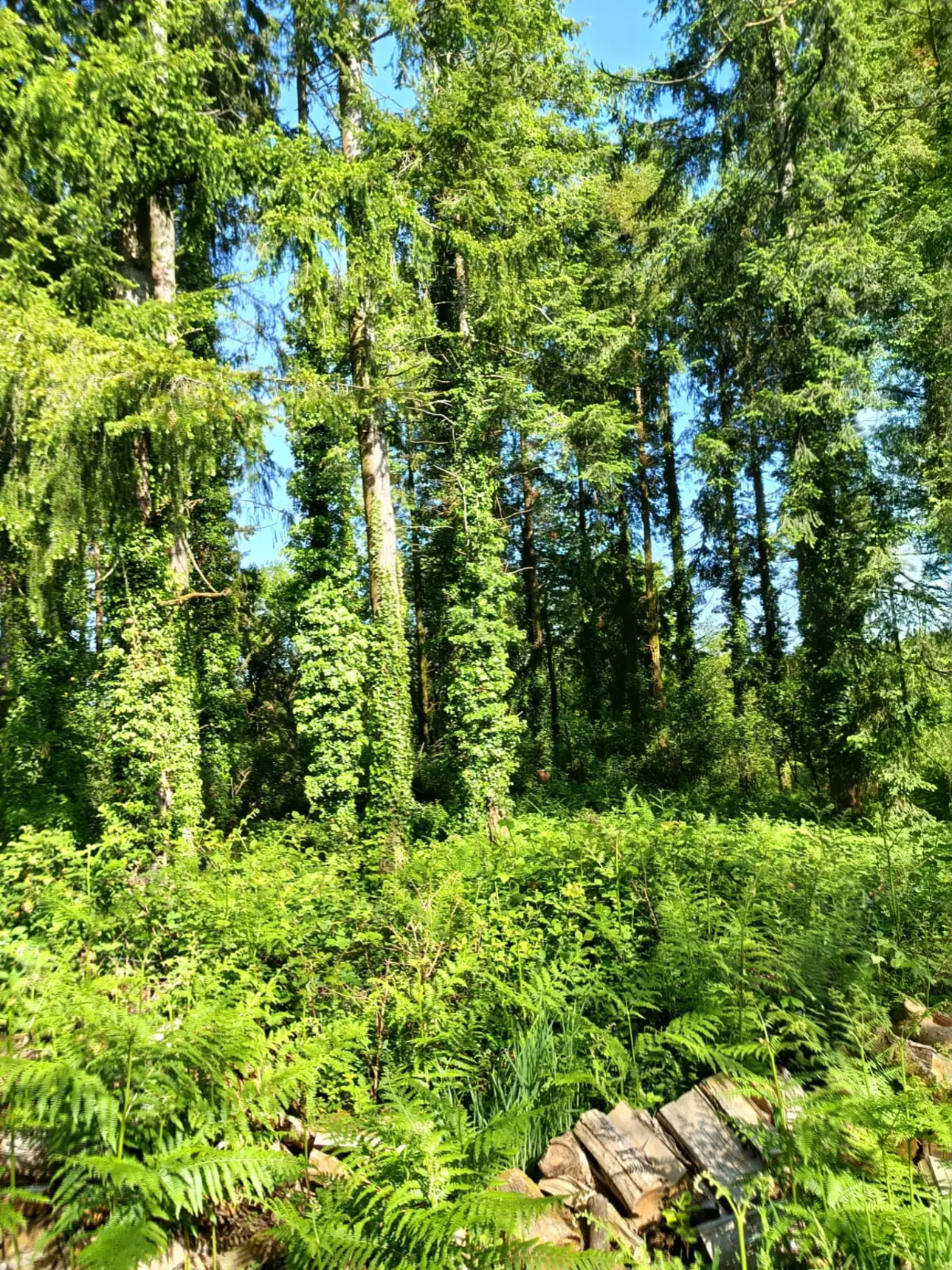 Photos 4 - Forestière - Forêt de résineux avec pâturage et fermette