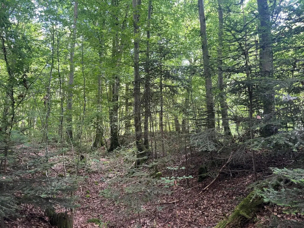 Photos 5 - Prestige - Propriété complète de charme et authentique