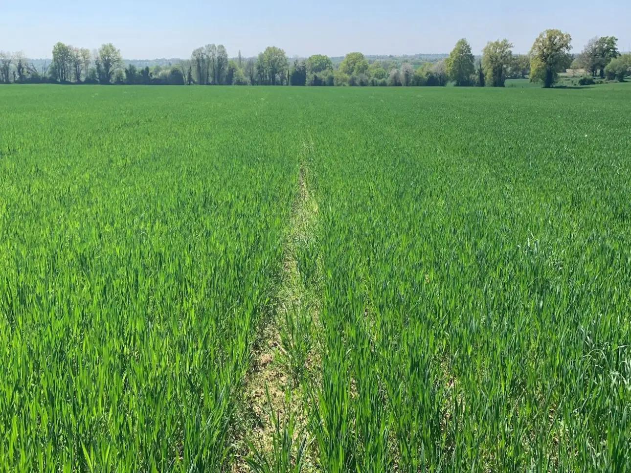 Photos 4 - Land - Terres agricoles louées : placement rentable et durable