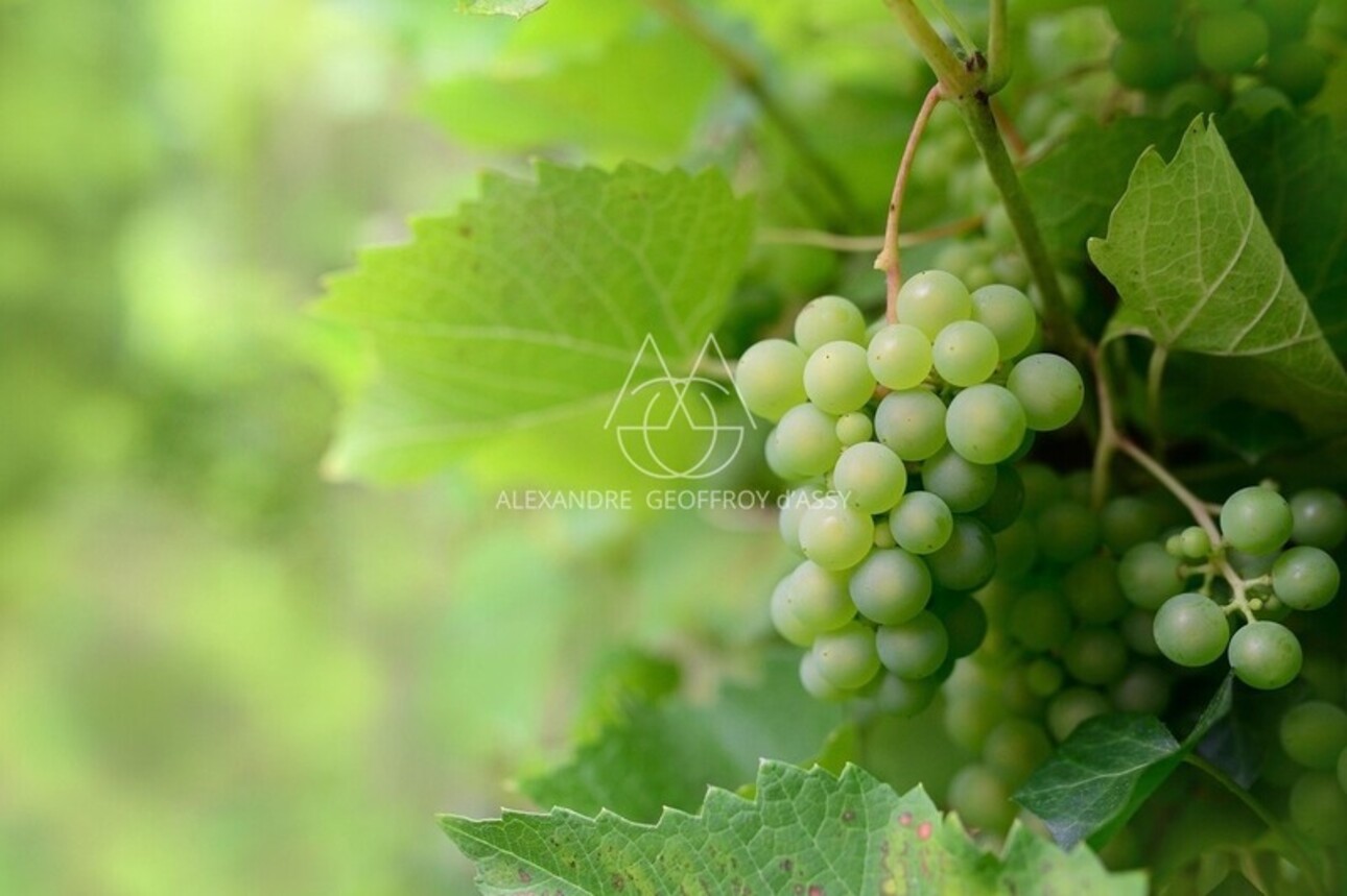 Photos 1 - Viticole - Rare opportunité… Vignoble en appellation Vouvray de 20 ha