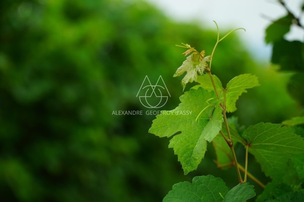 Photos 2 - Viticole - Rare opportunité… Vignoble en appellation Vouvray de 20 ha