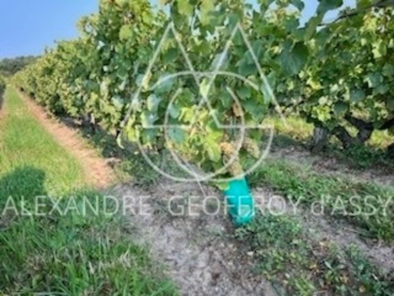 Photos 23 - Viticole - Rare opportunité… Vignoble en appellation Vouvray de 20 ha
