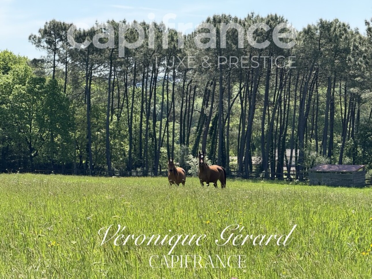 Photos 15 - Équestre - Propriété équestre de prestige de 187 M2 Longère et Installations Equestre à SALLEBOEUF