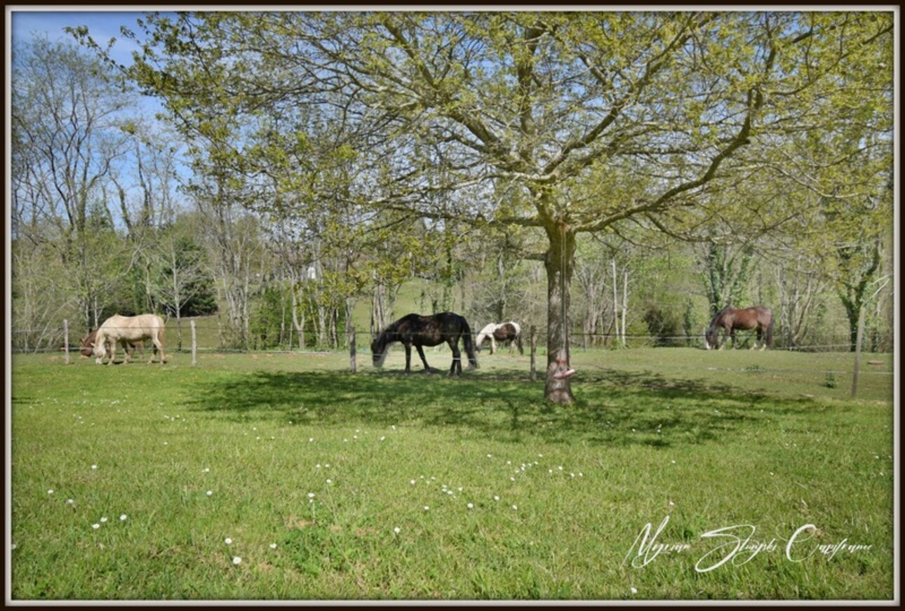 Photos 3 - Équestre - Dpt Landes (40), à vendre CAPBRETON Propriété de charme au calme