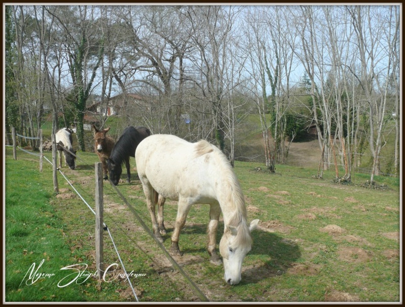 Photos 24 - Équestre - Dpt Landes (40), à vendre CAPBRETON Propriété de charme au calme