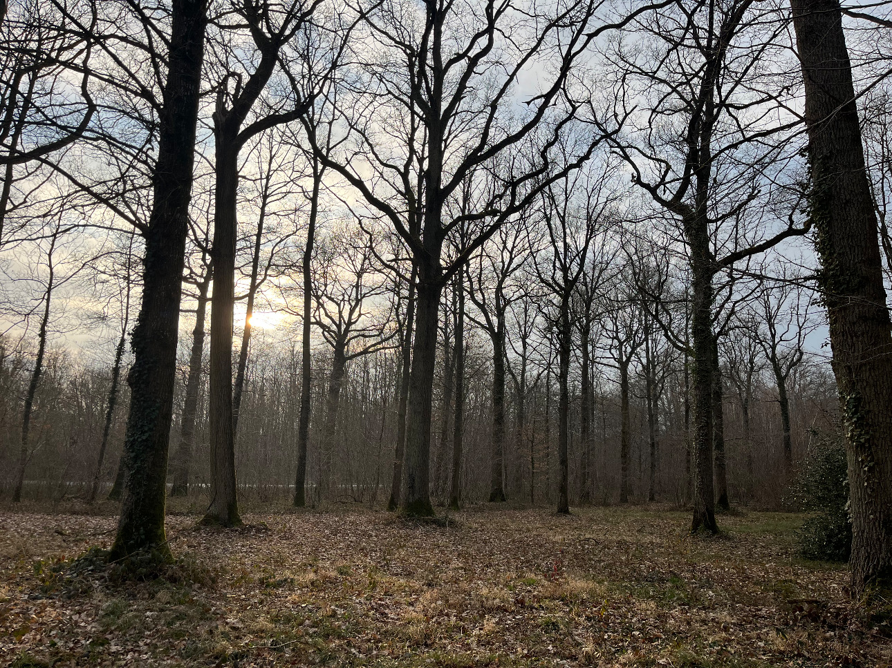 Photos 1 - Forestière - Propriété forestière et bâti de 20 ha aux portes de Paris